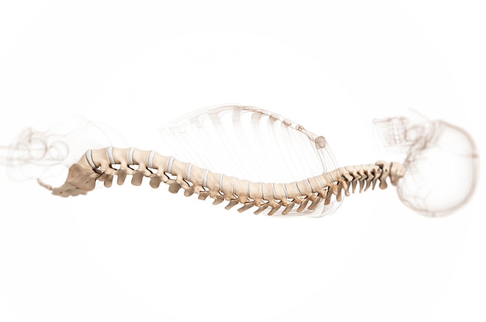 Spine model